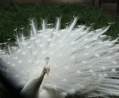 Белый павлин | zoo-ekzo.com- Экзотические животные