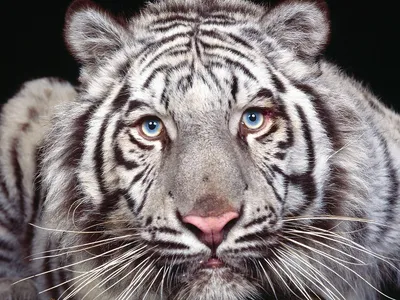 Белый тигр. White Tiger (60 обоев) » Смотри Красивые Обои, Wallpapers,  Красивые обои на рабочий стол