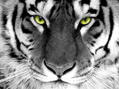 Обои на Рабочий стол - Фото :: Тигры :: Взгляд белого тигра :: Страница 21  :: Размер 1152X864