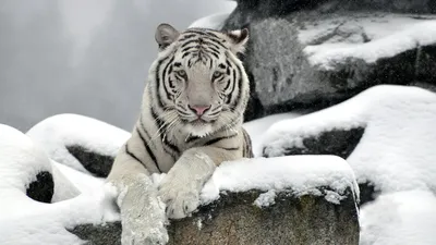 Белый тигр на снегу - обои для рабочего стола, картинки, фото