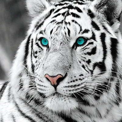 Купить Алмазная вышивка животных вышивка крестиком полная Алмазная мозаика Белый  Тигр DIY Алмазная картина | Joom