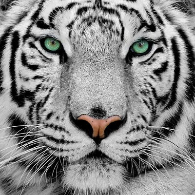белый тигр в зоопарке, животные, зоопарк, белый тигр фон картинки и Фото  для бесплатной загрузки