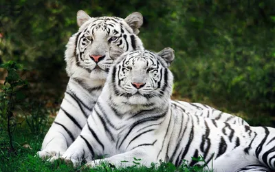 Обои на рабочий стол белый тигр - 64 фото