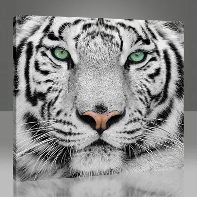 Картинка тигр Большие кошки белых животное