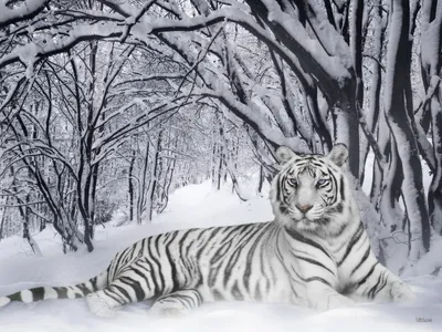 Белый тигр обои - 58 фото