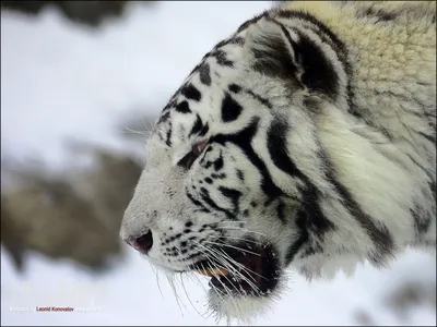 Тигровые обои - 65 фото