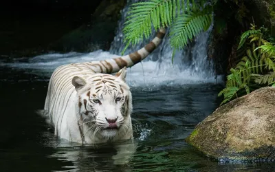 Белый тигр Hd обои Белый тигр Hd обои Белый тигр обои Белый тигр обои, белый  тигр, Hd фотография фото, зоопарк фон картинки и Фото для бесплатной  загрузки