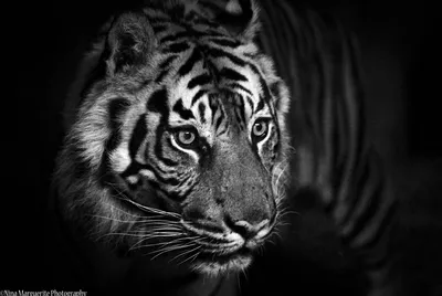 Рисунки животных черно белые - 79 фото