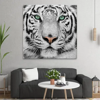 Белый тигр обои на рабочий стол, Белый тигр HD картинки, фото скачать  бесплатно
