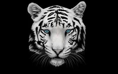 Обои на рабочий стол Морда белого тигра с голубыми глазами на черном фоне,  обои для рабочего стола, скачать обои, обои бесплатно