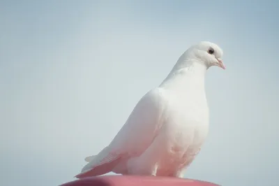 Белый голубь на коричневой поверхности под голубым небом · Бесплатные  стоковые фото