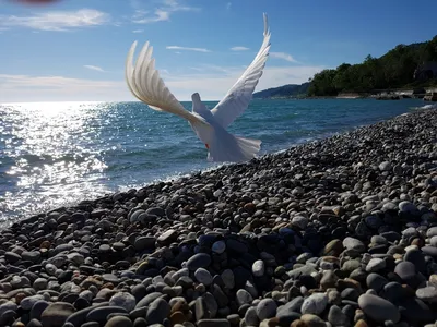 Белый голубь :: Константин Анисимов – Социальная сеть ФотоКто