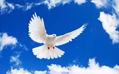 Белые голуби охотятся на земле, голубь, белый голубя, птицы фон картинки и  Фото для бесплатной загрузки