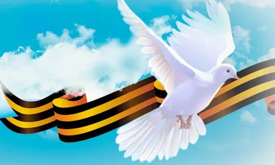 Белый голубь - Домашнее содержание голубей - Форумы Mybirds.ru - все о  птицах