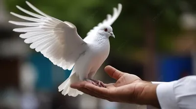 Белый голубь. Фотограф Вертиков Юрий