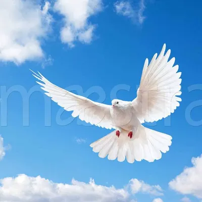 Белый голубь на подоконнике: значение приметы для женщин и мужчин