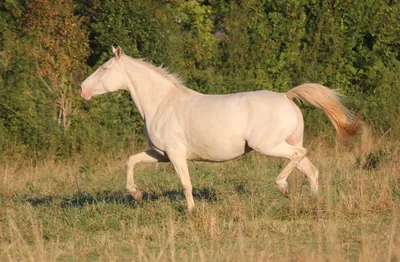 Белая лошадь Томпсонов — Википедия