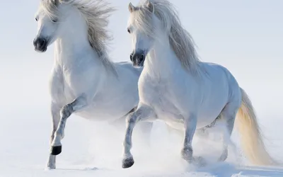 Картинки пара белых лошадей, скачка, снег - обои 1680x1050, картинка №114966