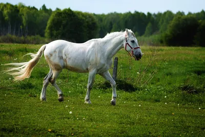 Белых лошадей почти не существует. Или почему с белыми лошадьми всё не так  просто? | Книга животных | Дзен