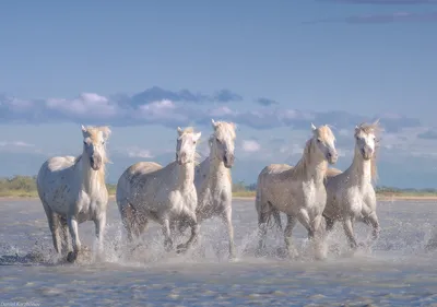 Два Белых Лошадей — стоковые фотографии и другие картинки Белая лошадь -  Белая лошадь, Два животных, Лошадь - iStock