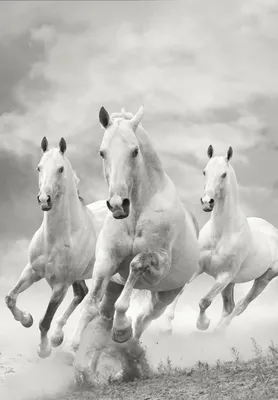Фотообои на стену Галоп белых лошадей - Лошади