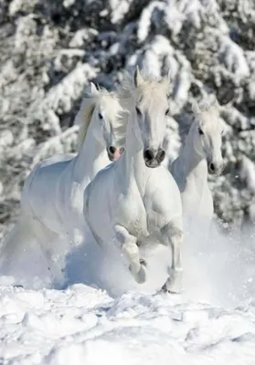 Картина по номерам Троица белых лошадей (Brushme GX30729) купить недорого.