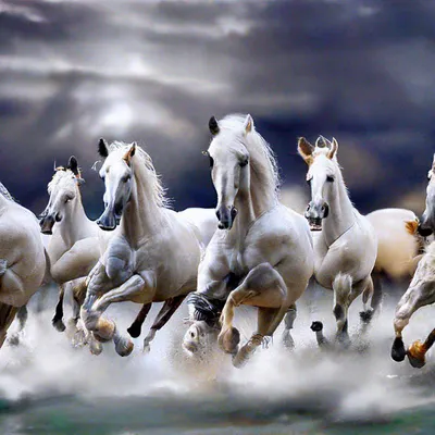 Табун белых скакунов. История создания первой в Казахстане породы лошадей