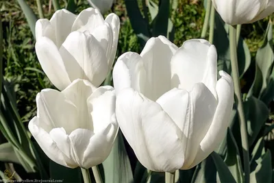 Букет из 7 белых тюльпанов за 1080 ₽ с доставкой по Москве