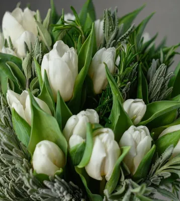 Букет из белых тюльпанов 101шт купить с доставкой в Украине | Моно-букеты  из тюльпанов в интернет магазине Шарм24