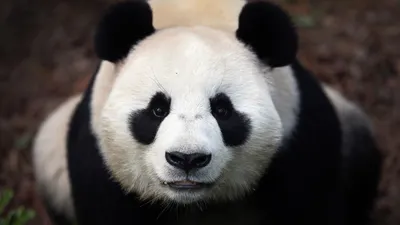 Первый в истории России детеныш большой панды родился в Московском зоопарке  - 31.08.2023, Sputnik Азербайджан