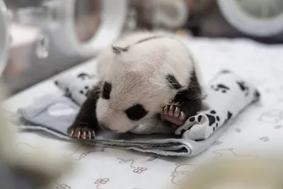 Первый в истории России детеныш большой панды родился в Московском зоопарке  | Интерфакс-Туризм