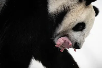 Самая старая большая панда - Животное панда: энциклопедия, все про панду!