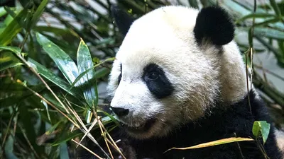 Зоологи рассказали про новорожденного детеныша панды - МК