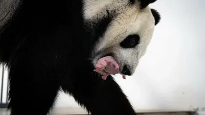Во французском зоопарке родились два детеныша большой панды - RFI