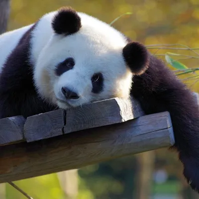 У детеныша большой панды из Московского зоопарка прорезались клыки:  показываем видео и рассказываем, в каком она состоянии сейчас, чем питается  большая панда, когда она начнет есть бамбук, овощи и панда-кейки - 28