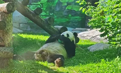 Московский зоопарк/Moscow Zoo - ТАЙНА ШЕСТОГО ПАЛЬЦА БОЛЬШОЙ ПАНДЫ 🐼🍃✨  Большие панды - уникальные животные. С этим не поспоришь. Взять хотя бы тот  факт, что долгое время их причисляли к семейству енотовых