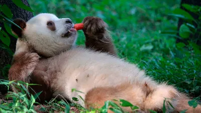 Большую панду исключили из списка исчезающих животных - BBC News Русская  служба