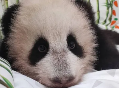 Россияне выбирают имя для детеныша панды из Московского зоопарка |  Ветеринария и жизнь