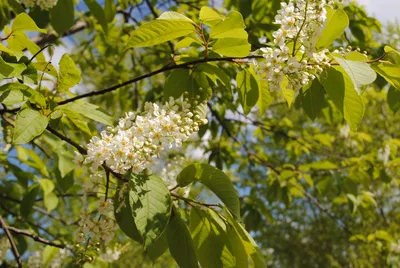 Купить саженцы Черемухи обыкновенной 🌱по цене от 3 590₽ из питомника с  доставкой | Питомник «Зелёная Фазенда»