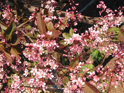 Черемуха весны | Пикабу