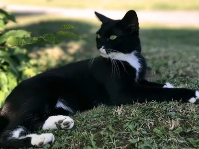 Картинки черно белые кошки