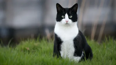 Портрет черно-белой кошки на фоне кирпичной стены. Кошка уличная,  бездомная, но очень красивая и изящная. Черная с белым, гладкошерстная  фотография Stock | Adobe Stock