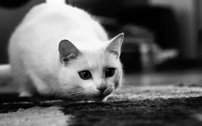 Необычное преображение чёрно-белой кошки | Пикабу