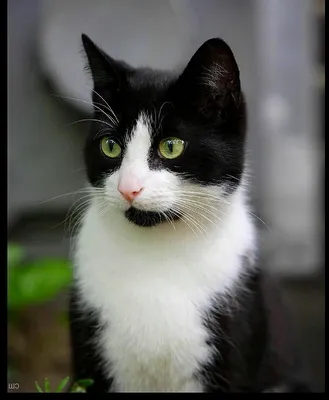 Порода черно белых котов - красивые фото
