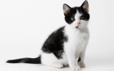 кошки, питомцы, любимцы, черно-белые сестры, пушистики Stock-Foto | Adobe  Stock