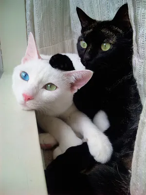 Таинственная кошачья жизнь в чёрно-белых фотографиях