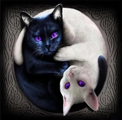 Необычное преображение чёрно-белой кошки | Пикабу