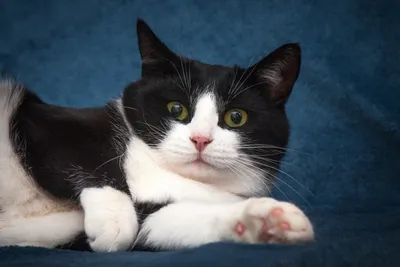 Банк Обоев: обои Любопытный черно-белый котенок, фото - Обои для рабочего  стола Любопытный черно-белый… | Черно-белый котенок, Кошки и котята,  Очаровательные котята