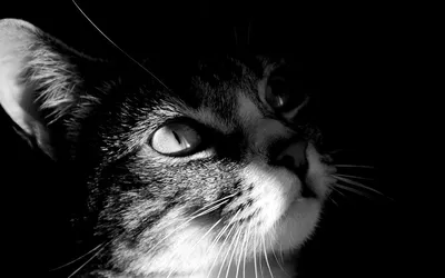 Картина Котятки рисунок углем графика кошки черно-белый – заказать на  Ярмарке Мастеров – 93ED3RU | Картины, Москва