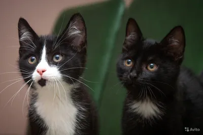 Говорят, что черно-белые кошки (биколор) самые преданные, обожают своего  человека и охотно знакомятся с новыми людьми! Чарли - один из… | Instagram